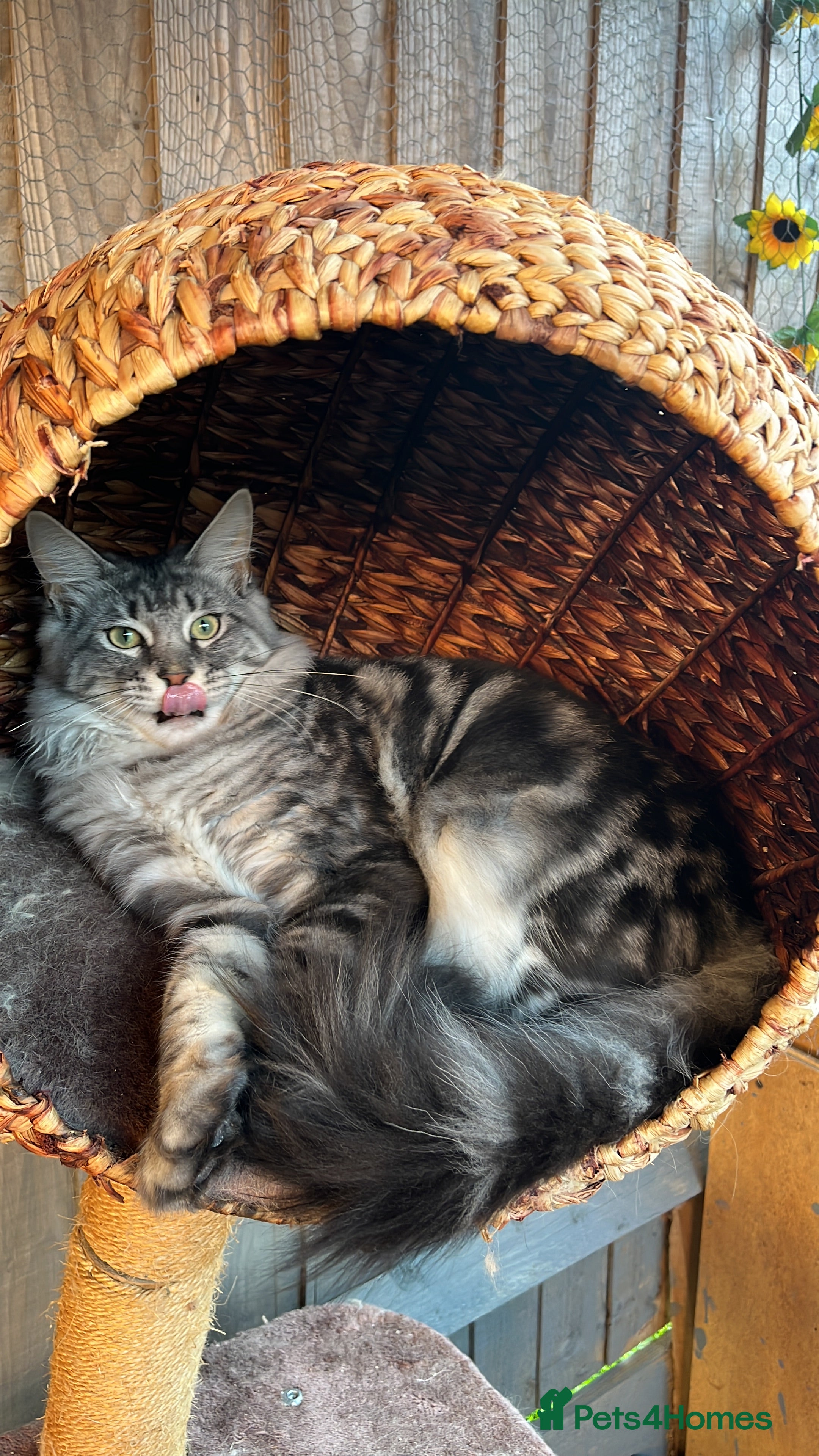 Maine Coon cats Maine coon stud  - Advert 10