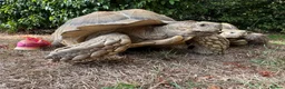 Tortoise reptiles for sale: Male Sulcata - Advert 1