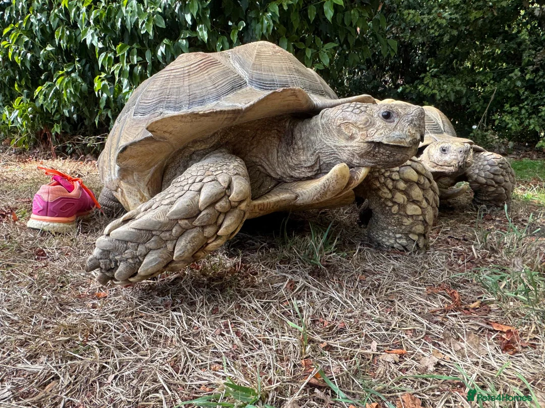 Tortoise reptiles for sale: Male Sulcata - Advert 1