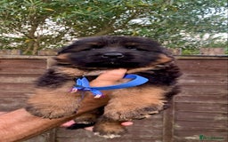 German Shepherd dogs for sale: German Shepard Long haired puppies - Image 3