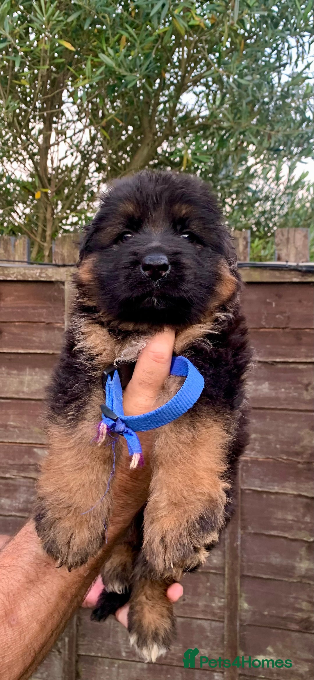 German Shepherd dogs for sale: German Shepard Long haired puppies - Image 3