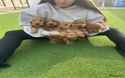 Cockapoo dogs for sale: Cockapoo puppies  - Image 7