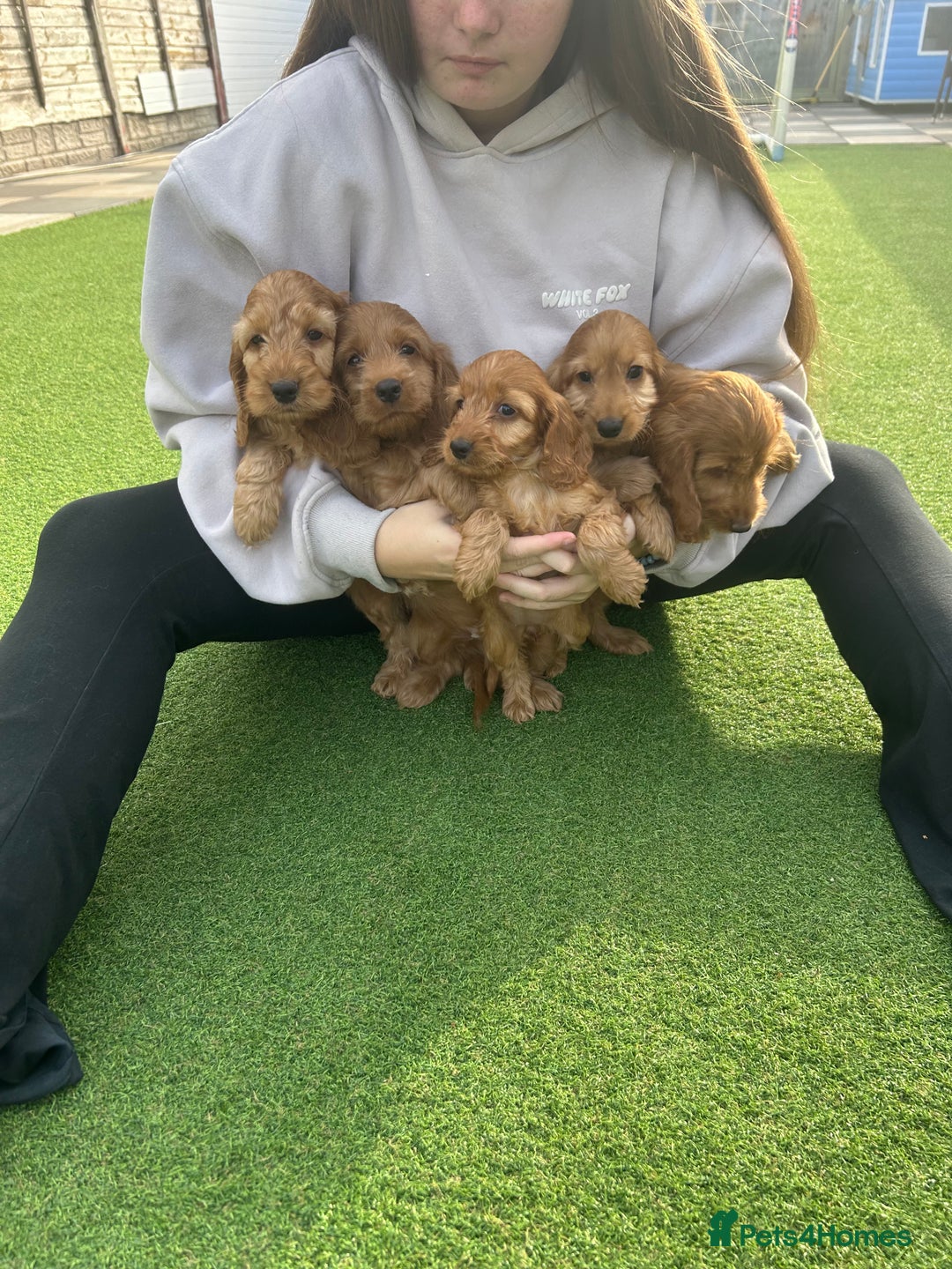 Cockapoo dogs for sale: Cockapoo puppies  - Image 7