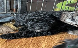 Cavapoo dogs for sale: Beautiful little girl looking for her forever home - Image 4