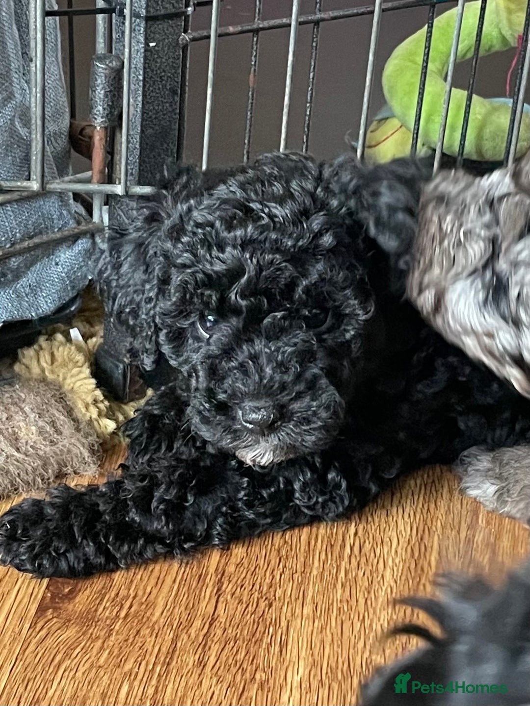 Cavapoo dogs for sale: Beautiful little girl looking for her forever home - Image 4