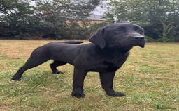Labrador Retriever dogs for sale: Black Labrador girl for sale - Image 4
