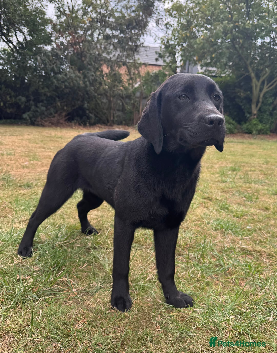 Labrador Retriever dogs for sale: Black Labrador girl for sale - Image 4