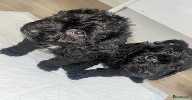 Cockapoo dogs - Advert 4