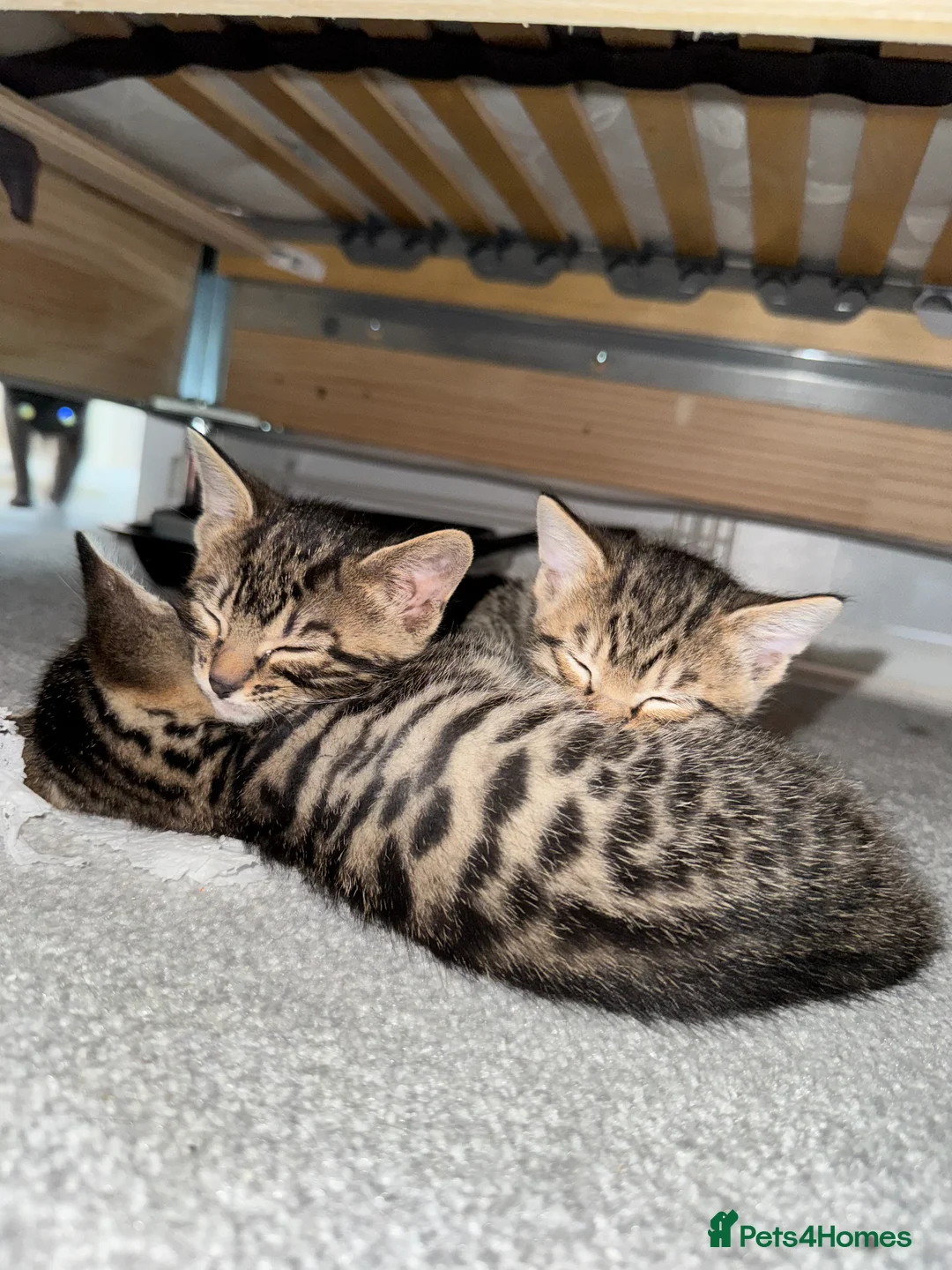 Mixed Breed cats for sale: TICA Registered Bengal x Russian Blue Kittens - Advert 21