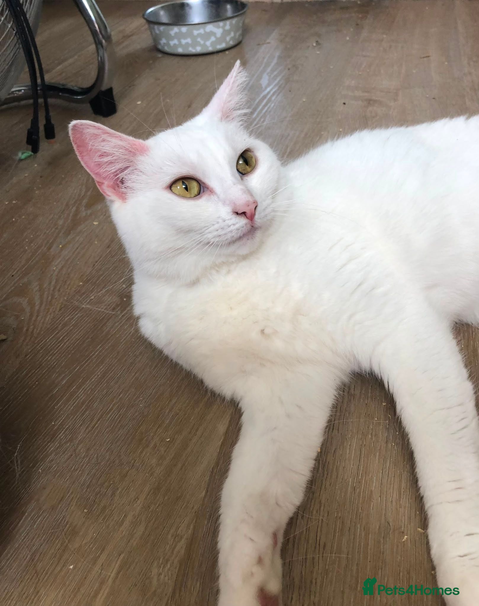 Turkish Angora cats Most affectionate cat for rehome - Advert 5