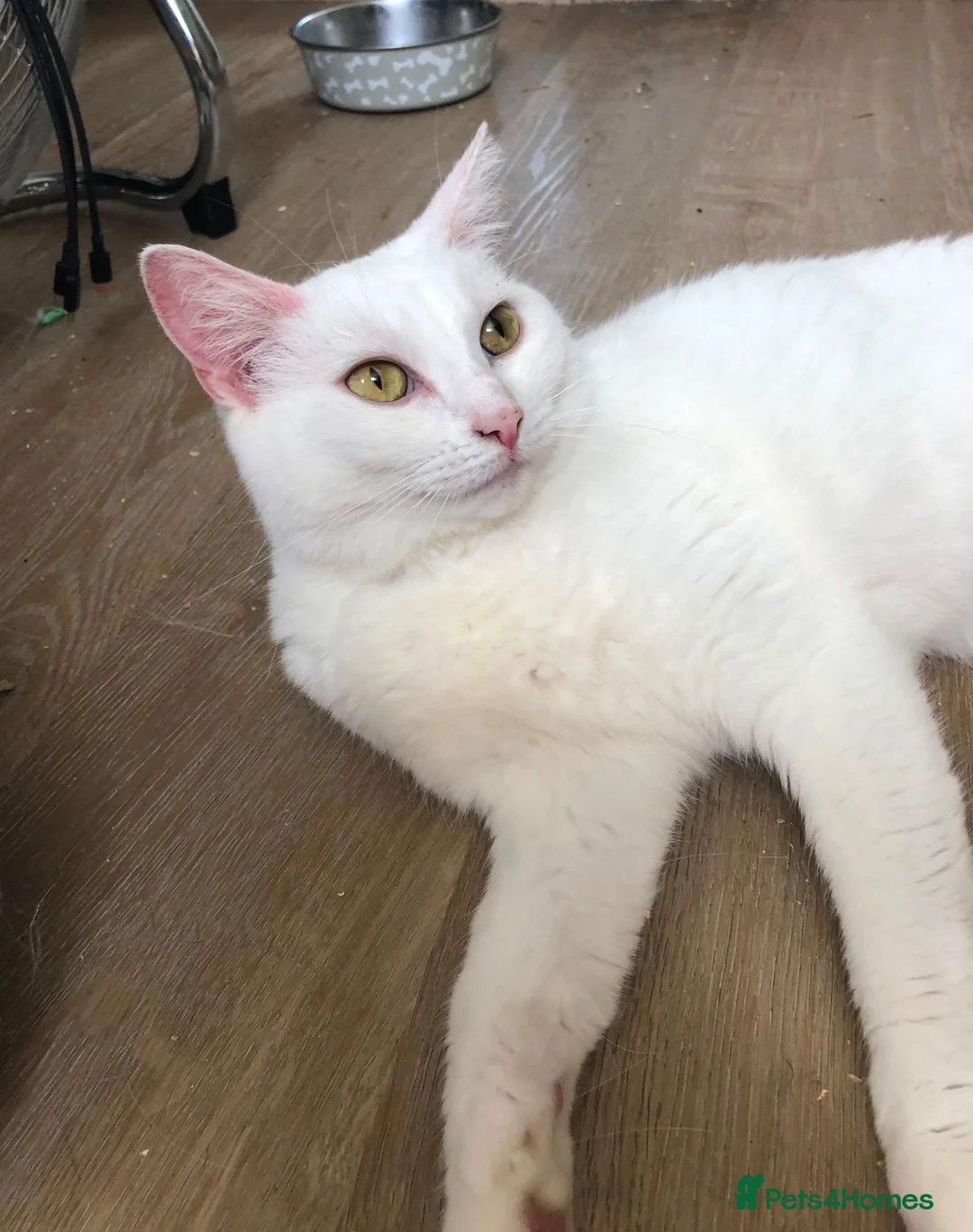 Turkish Angora cats for sale: Most affectionate cat for rehome - Advert 1