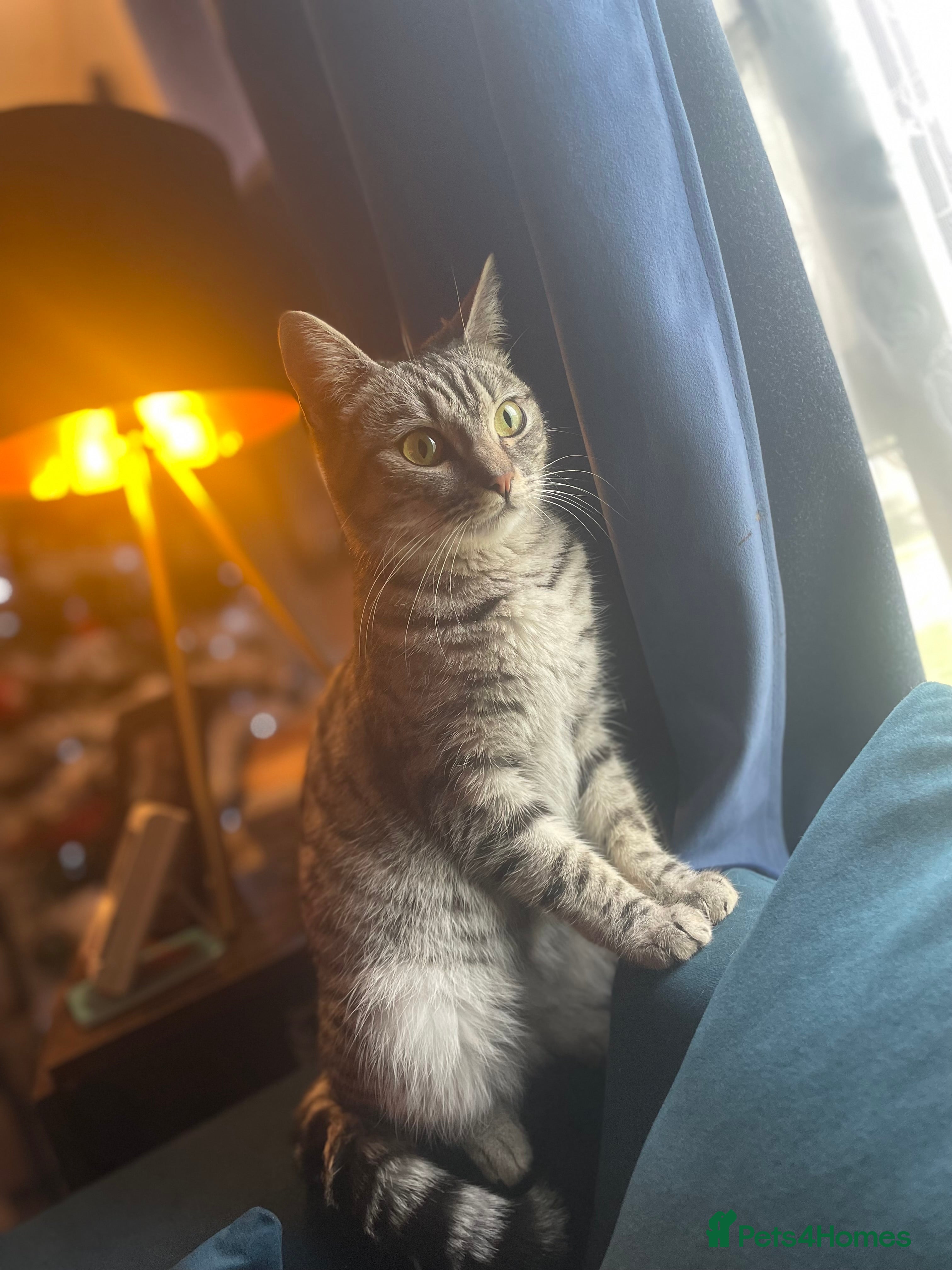 Mixed Breed cats Beautiful Tabby - Advert 2