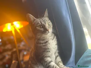 Mixed Breed cats Beautiful Tabby - Advert 2