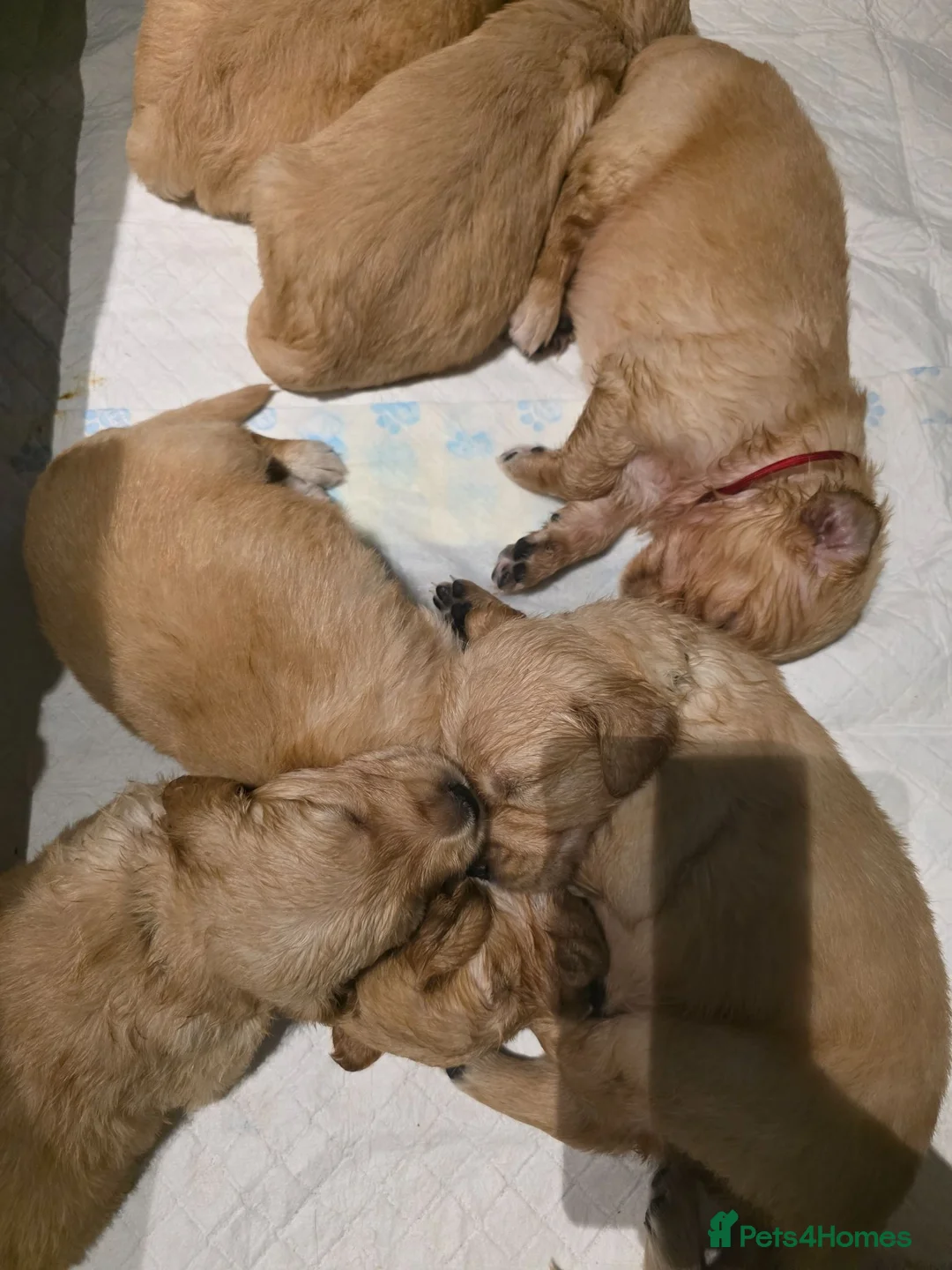 Golden Retriever dogs for sale: All currently reserved, thank you - Advert 2
