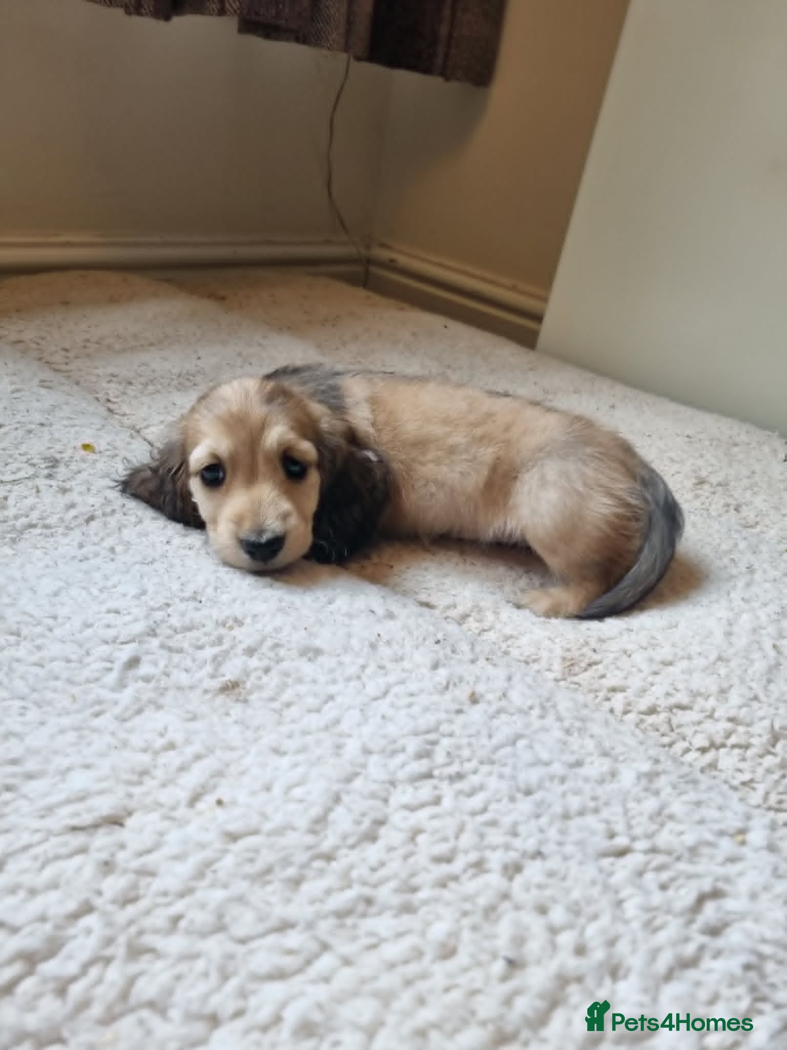 Miniature Dachshund dogs Gorgeous Long Haired Cream Miniature Dachshunds - Advert 1