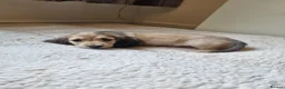 Miniature Dachshund dogs for sale: Gorgeous Long Haired Cream Miniature Dachshunds - Advert 1