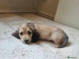 Miniature Dachshund dogs Gorgeous Long Haired Cream Miniature Dachshunds - Advert 1
