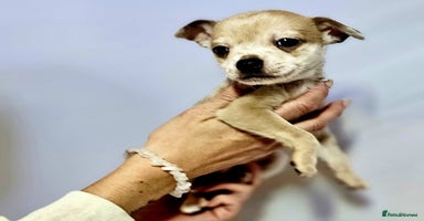 Chihuahua dogs - Advert 2