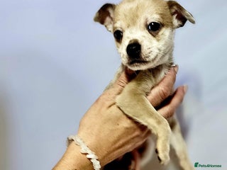 Chihuahua dogs - Advert 1