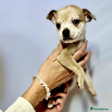 Chihuahua dogs - Advert 1