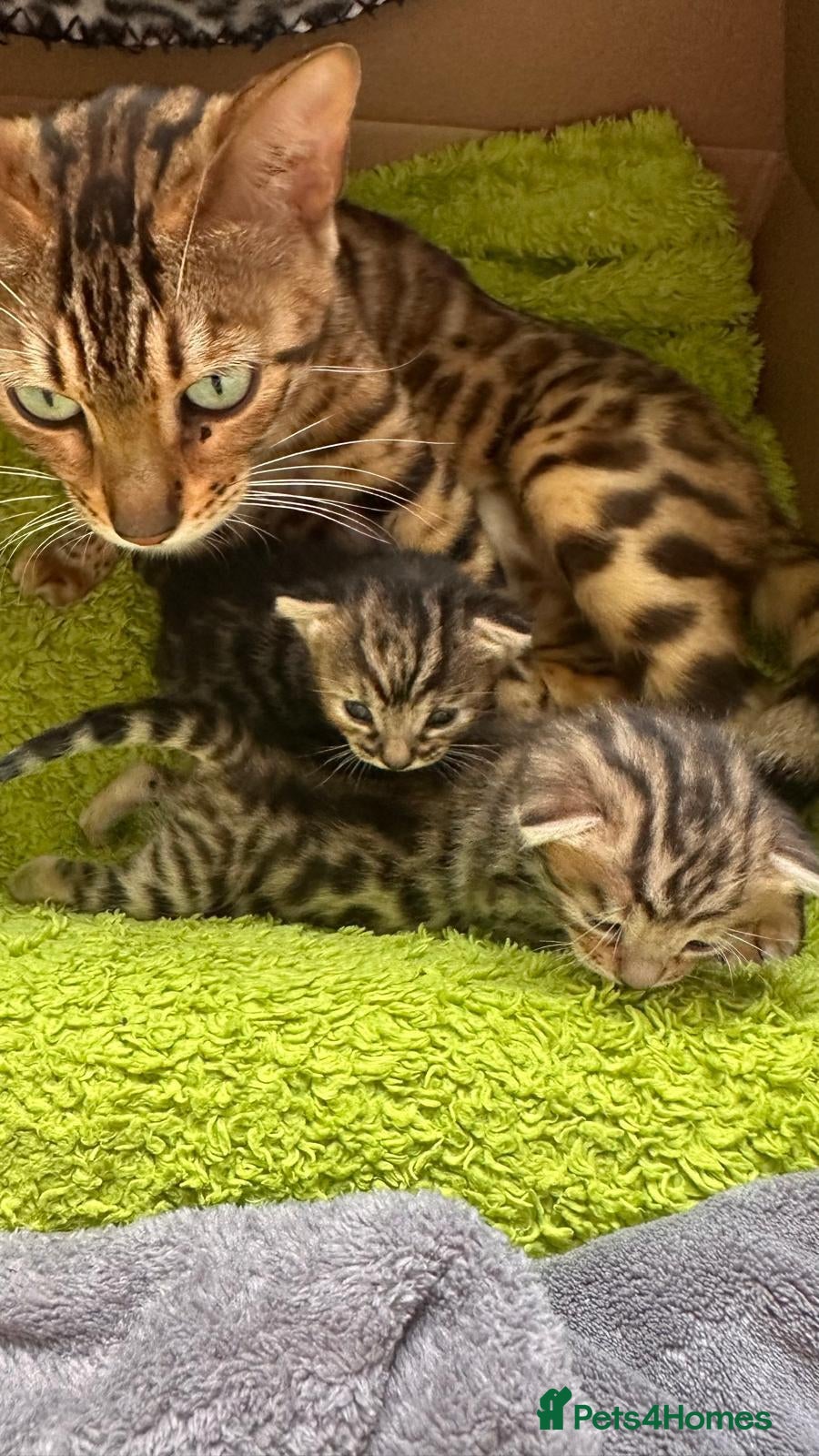 Mixed Breed cats Stunning Bengal mix Kitten  - Advert 4