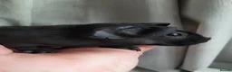 Guinea Pig rodents for sale: Skinny pigs and guinea pig babies - Advert 3