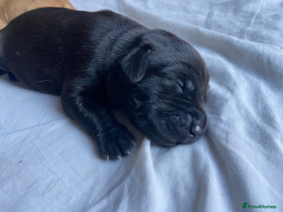 Labrador Retriever dogs for sale: KC Chunky Labrador Puppies - Advert 3