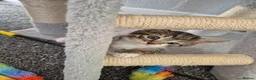Mixed Breed cats for sale: 4 Handsome Boy Kittens Ready for New Adventures!  - Advert 6
