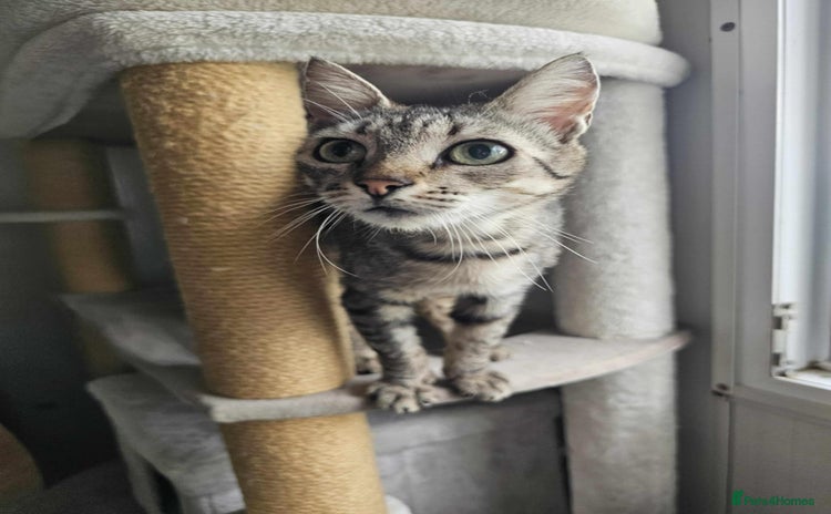 Mixed Breed cats - Advert 2