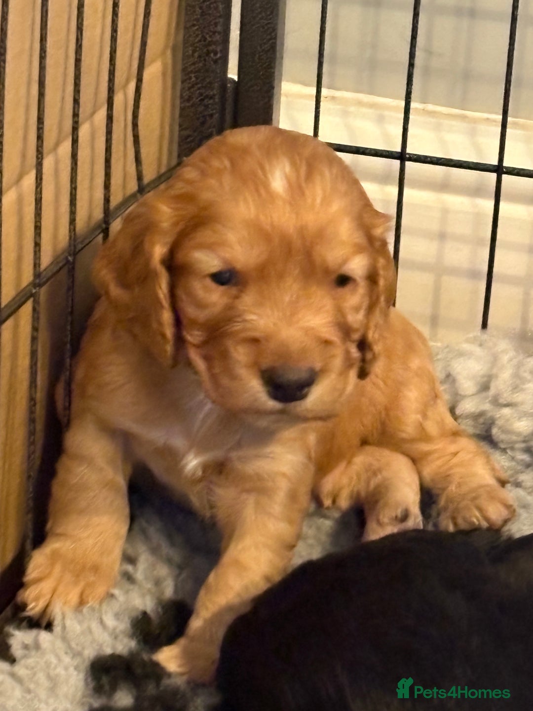 Cocker Spaniel dogs for sale: Working Cocker Spaniel from Exceptional FTCh Lines - Image 3