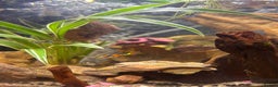 Other/Mixed Breed fish for sale: 5 beautiful male endlers guppies - Advert 7