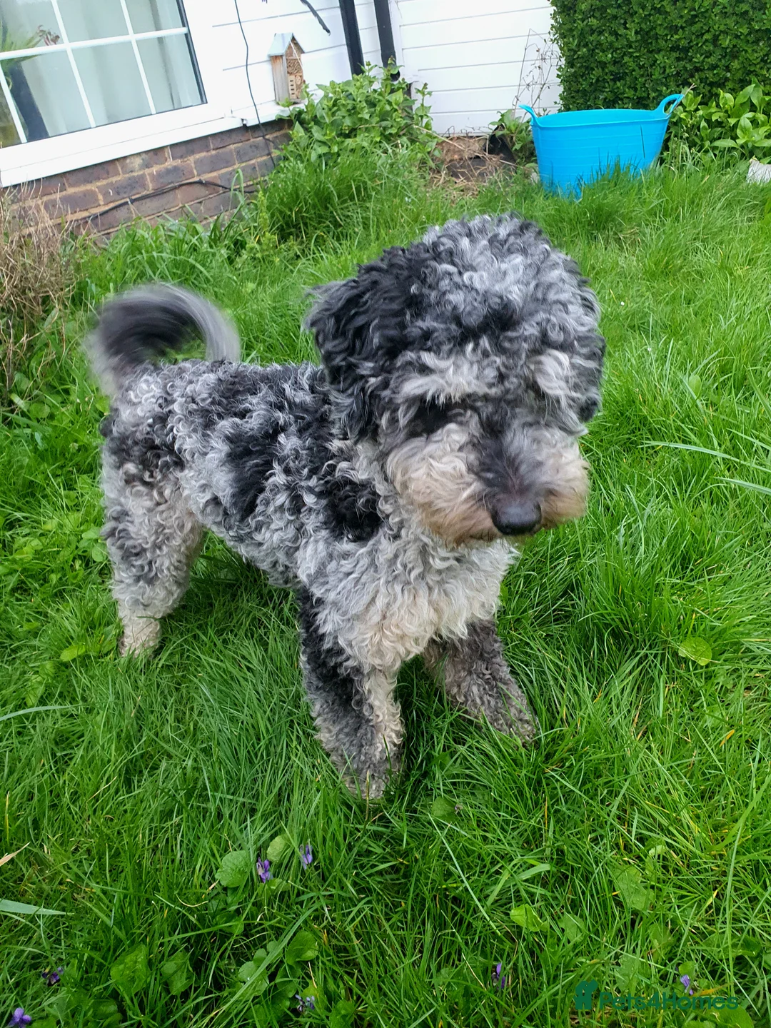 Cockapoo dogs for stud: F1 Blue Phantom merle Cockerpoo standing at stud in Basildon - Advert 2