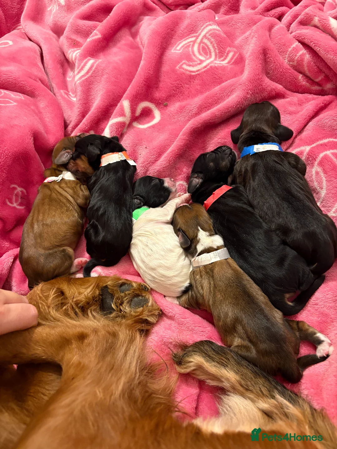 English Springer Spaniel dogs for sale: Springer spaniels for sale  - Advert 2