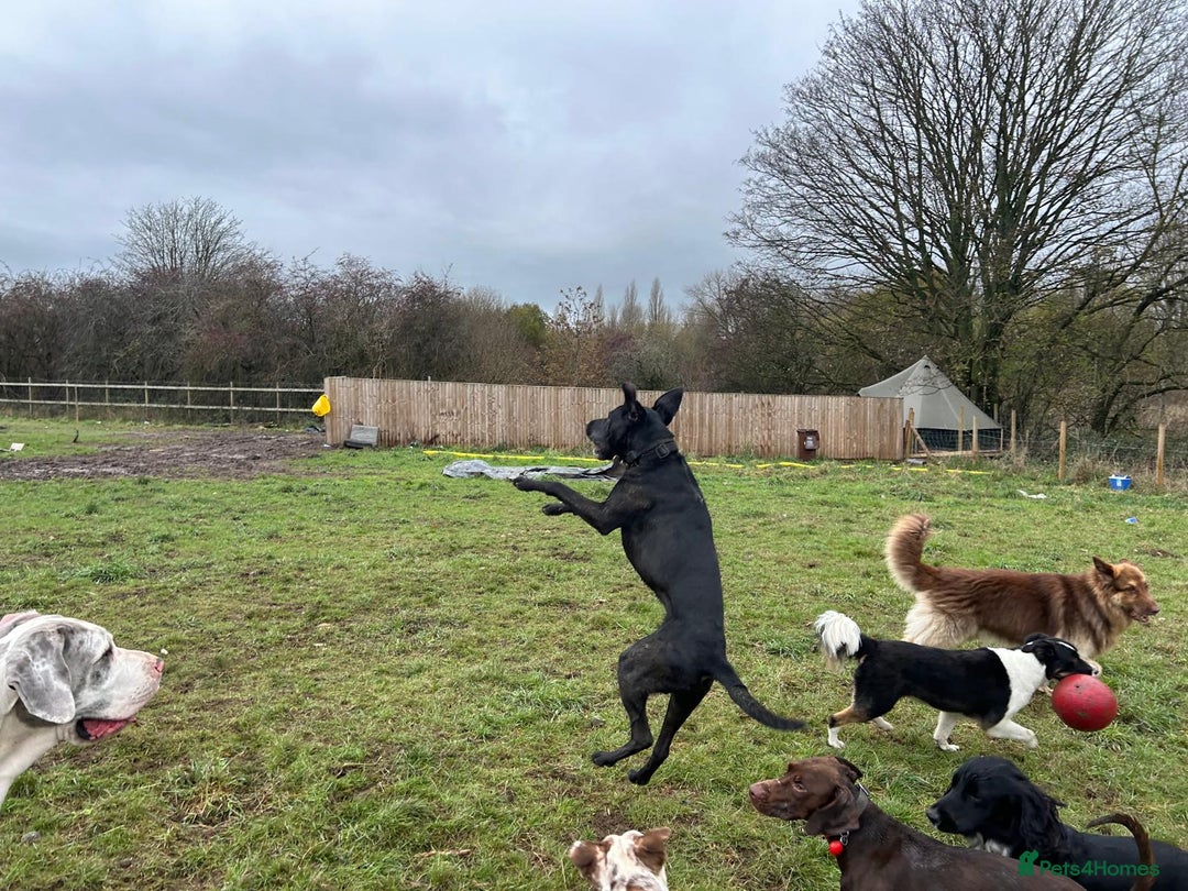 Mixed Breed dogs for sale: 2 year old weimaraner X labrador (Weimador) - Advert 6
