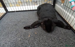 English Lop rabbits for sale: English Lop - Image 3