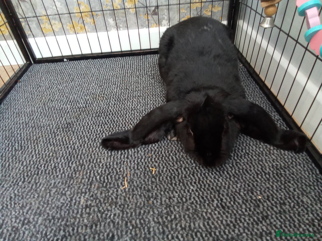 English Lop rabbits for sale: English Lop - Image 3