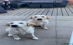 Golden Retriever dogs for sale: Golden retriever X goldador puppies - Image 15