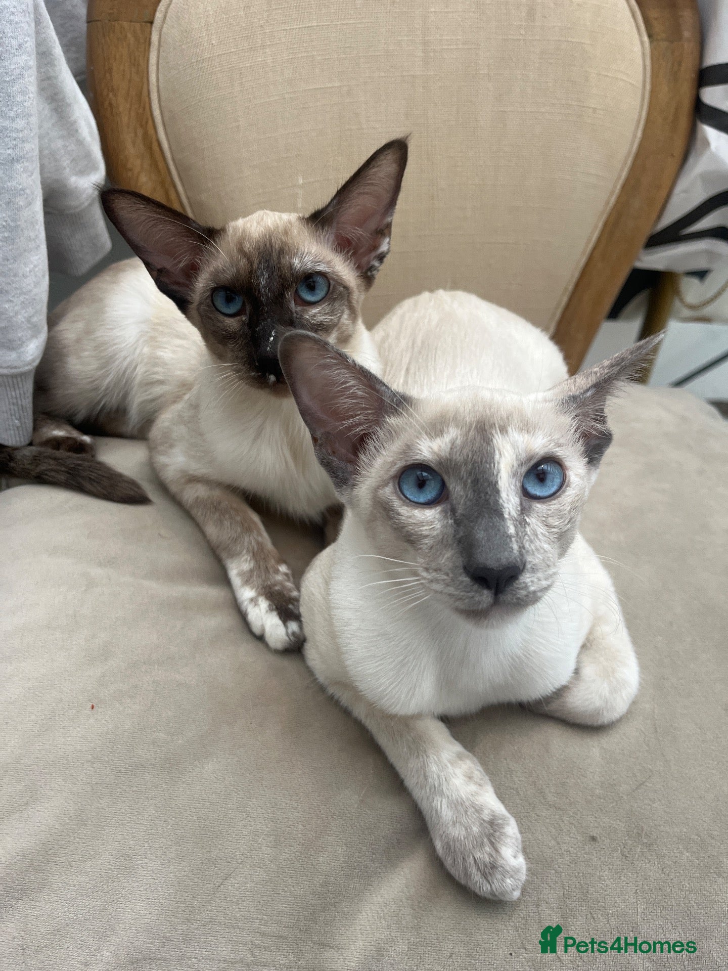 Siamese cats Two female siamese kittens  - Advert 7