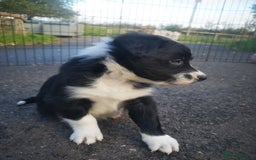 Border Collie dogs for sale: Beautiful Fluffy Collie Puppies  - Image 26