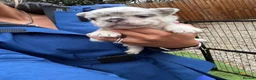 French Bulldog dogs for sale: Last boy top quality fluffy frenchie  - Advert 2