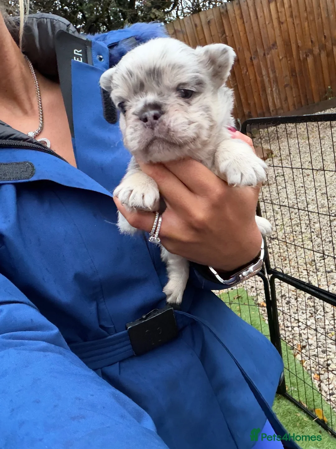 French Bulldog dogs for sale: Last boy top quality fluffy frenchie  - Advert 2