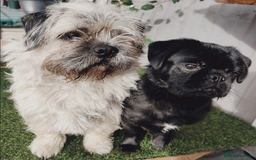 Pug dogs for stud: Fluffy pug for Stud - Image 13