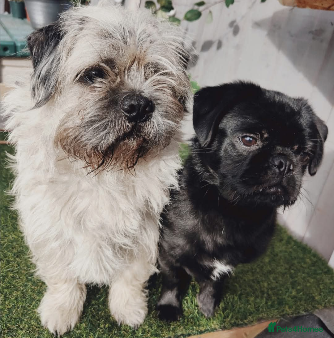 Pug dogs for stud: Fluffy pug for Stud - Image 13
