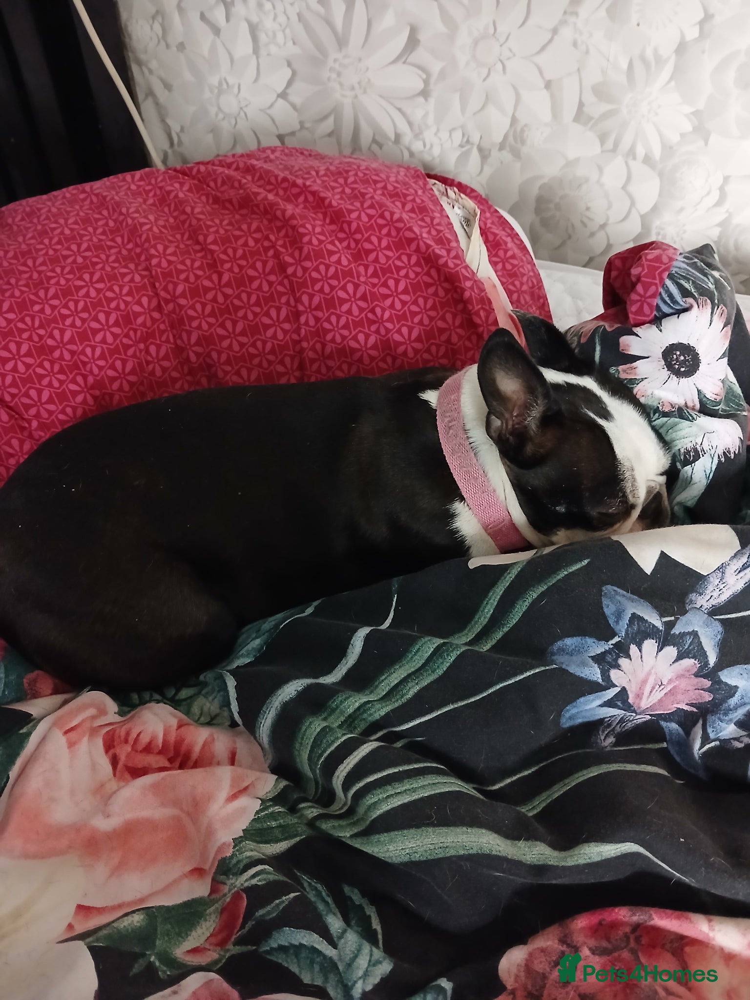 Boston Terrier dogs for sale: Boston Terrier puppies JHC4 hereditary free - Advert 1