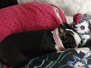 Boston Terrier dogs Boston Terrier puppies JHC4 hereditary free - Advert 3