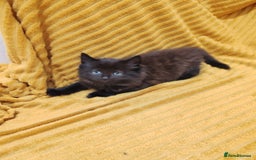 Mixed Breed cats for sale: Half Maine Coon kittens VIDEOS - Image 9