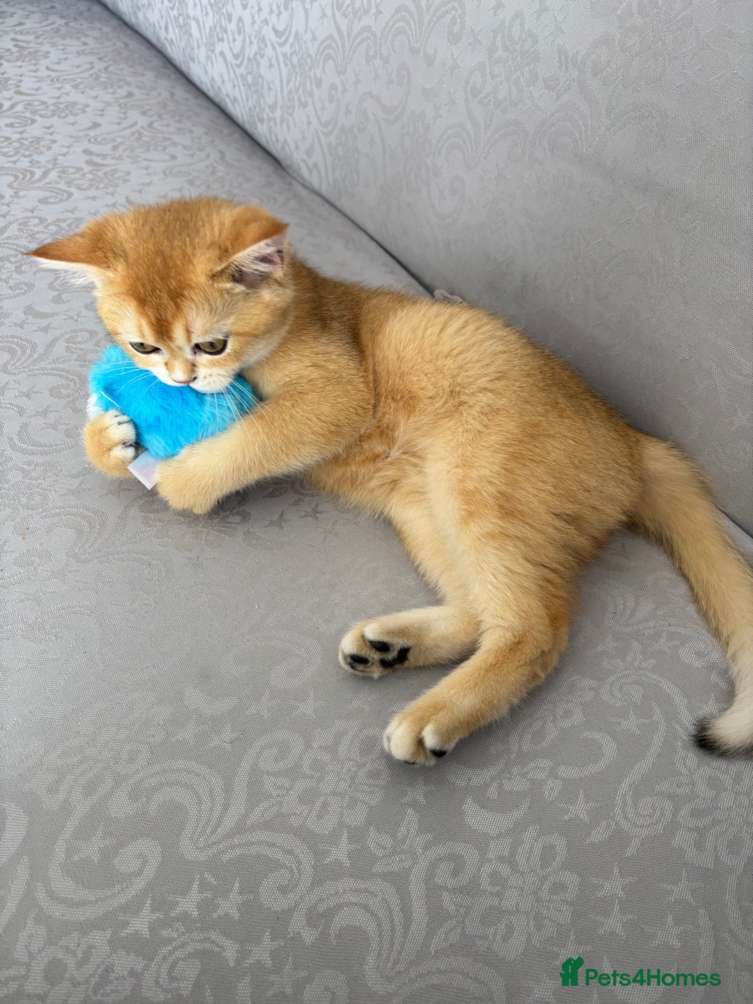 Scottish Fold cats for sale: Scottish fold kitten  - Image 1