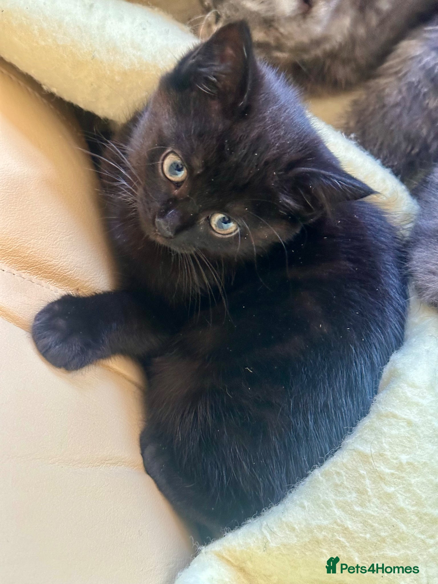 Mixed Breed cats Gorgeous kittens  - Advert 10
