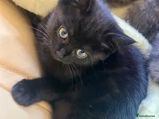 Mixed Breed cats Gorgeous kittens - Advert 10