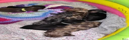 Miniature Dachshund dogs for sale: 4 Miniature Dashund Boys READY NOW in Blackburn - Advert 15